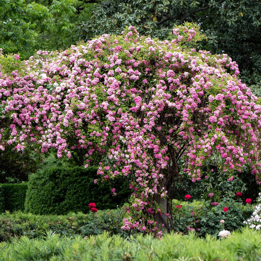 Peggy Martin Climbing Rose