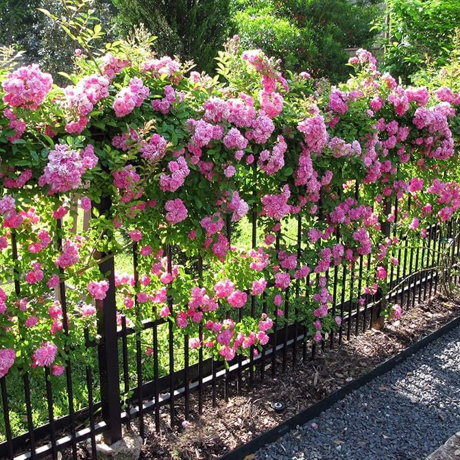 Peggy Martin Climbing Rose