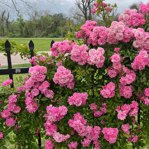 Peggy Martin Climbing Rose
