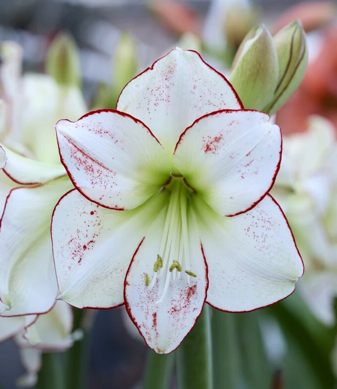 Picasso Amaryllis