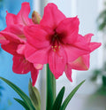 Pleazure Amaryllis