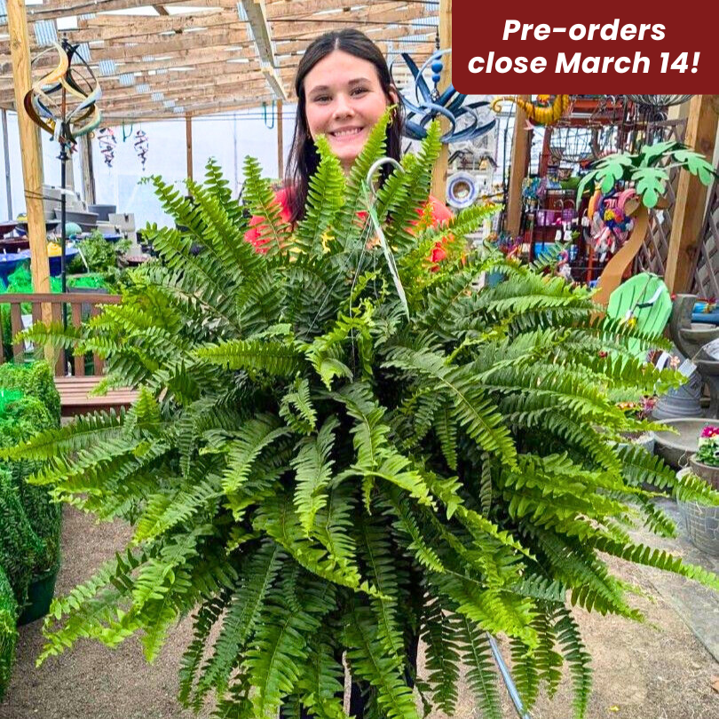 Boston Fern Hanging Basket