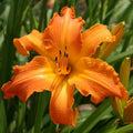 Primal Scream Daylily