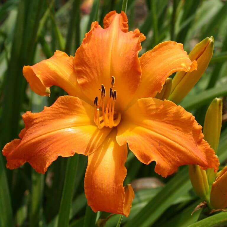 Primal Scream Daylily