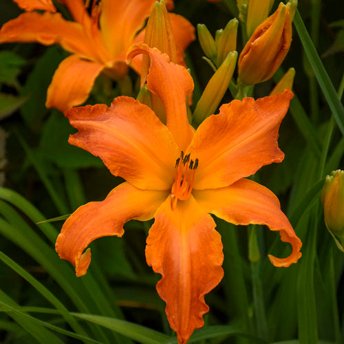 Primal Scream Daylily
