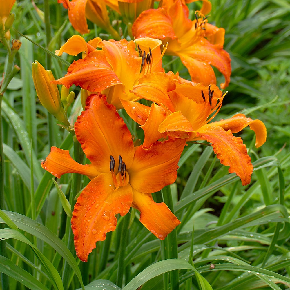 Primal Scream Daylily