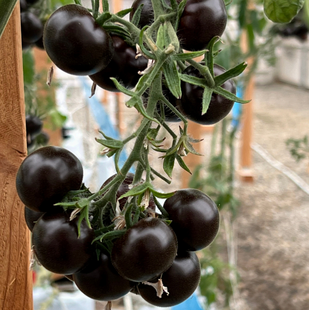 Empress Purple Tomato