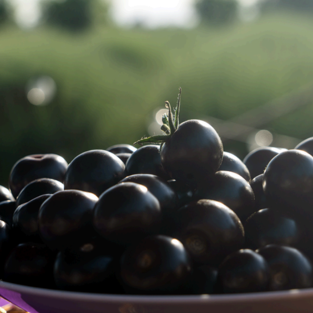Empress Purple Tomato