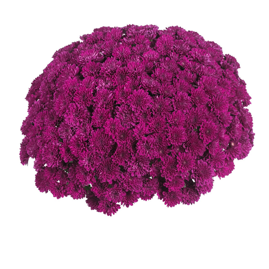 Monster Mums