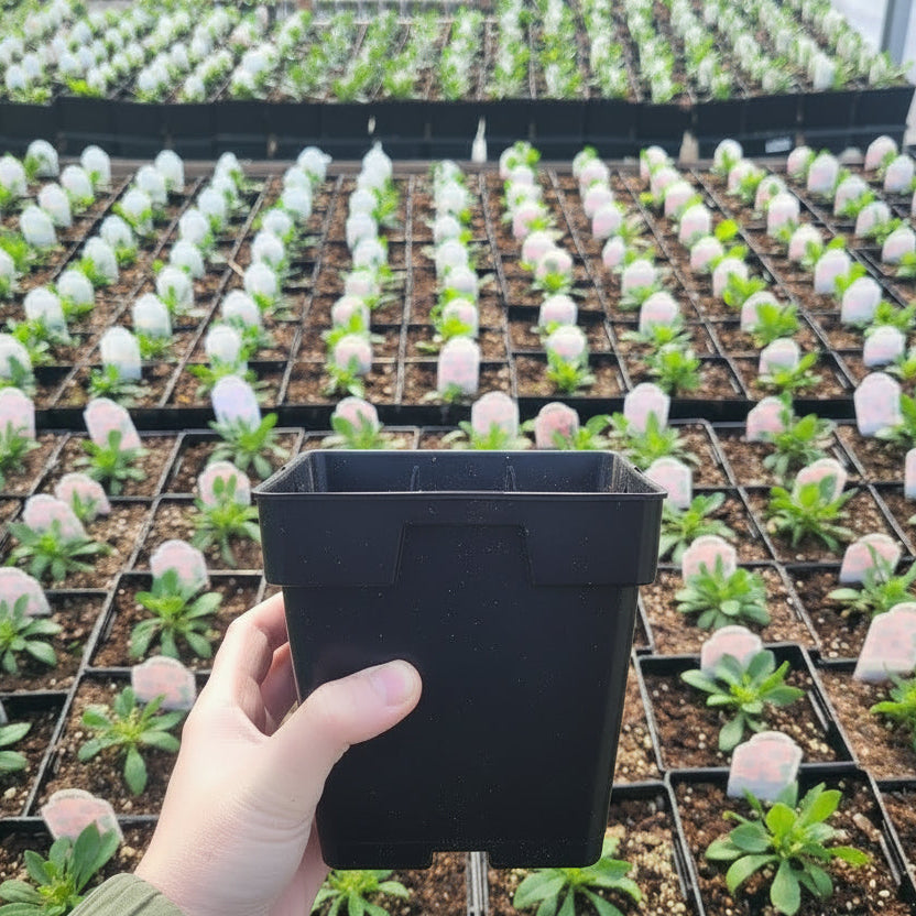 Zion Purple Sun African Daisy