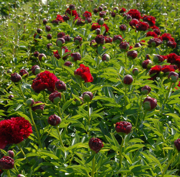 Red Grace Peony