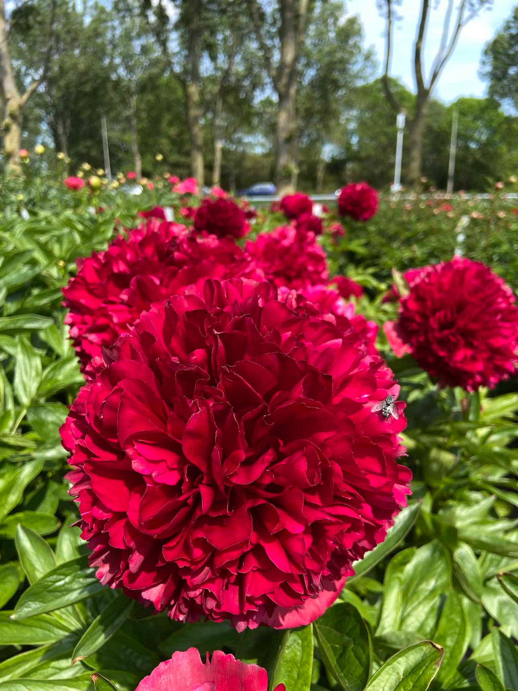 Red Grace Peony