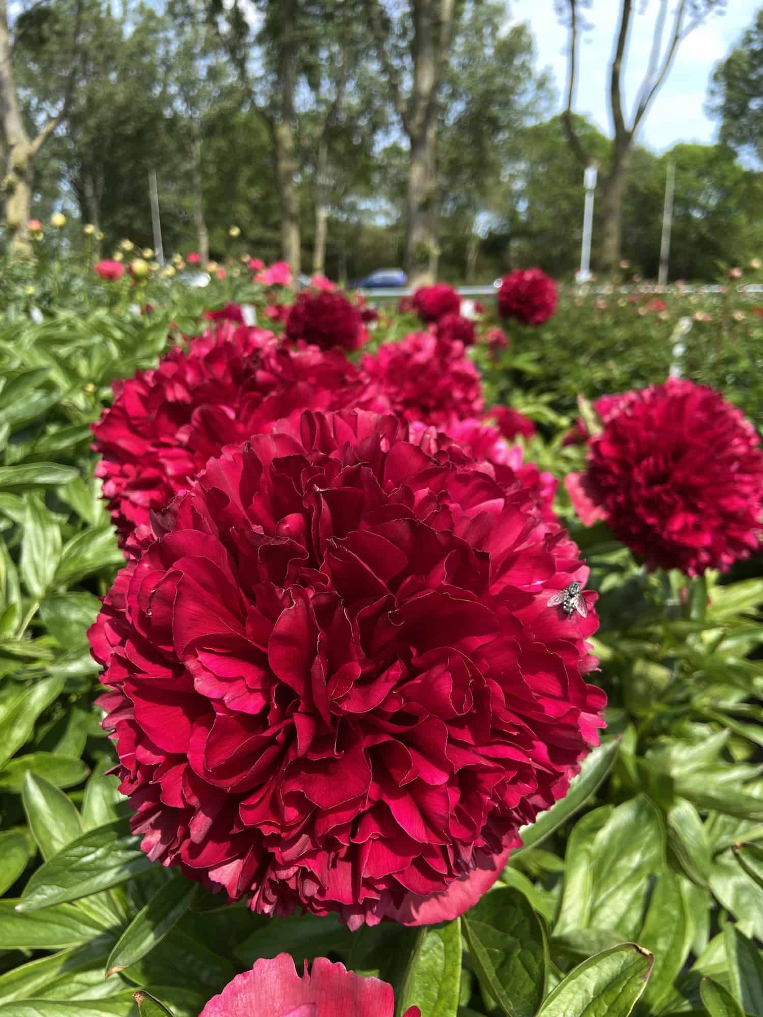 Red Grace Peony