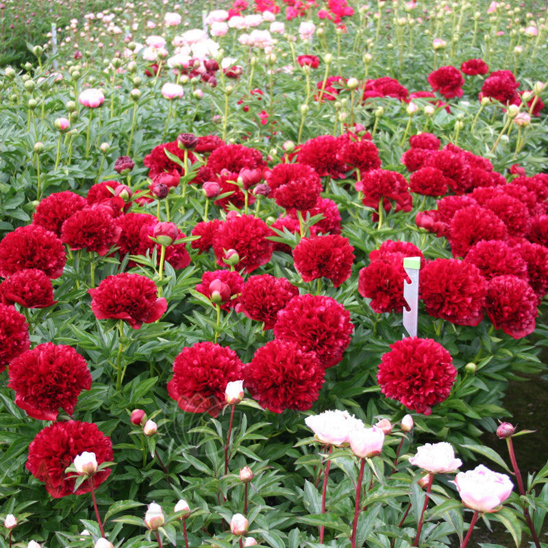 Red Grace Peony