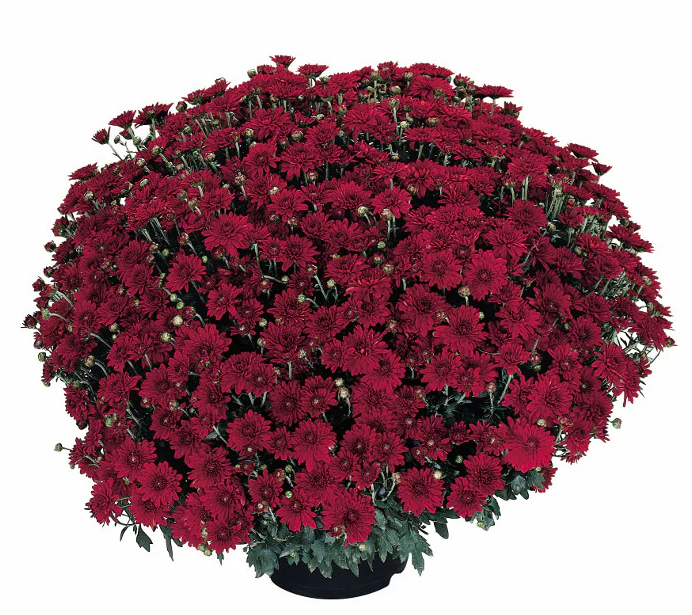 Monster Mums