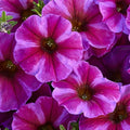Rose Star SuperCal® Premium Petunia