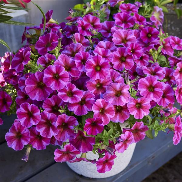 Rose Star SuperCal® Premium Petunia