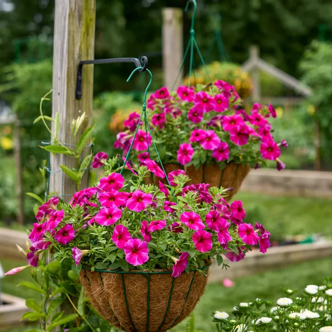 Rose Star SuperCal® Premium Petunia