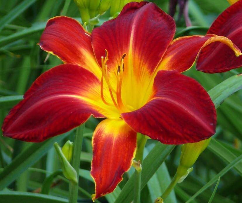 Ruby Spider Daylily