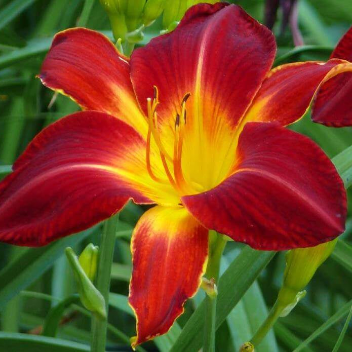 Gemstone Daylily Collection