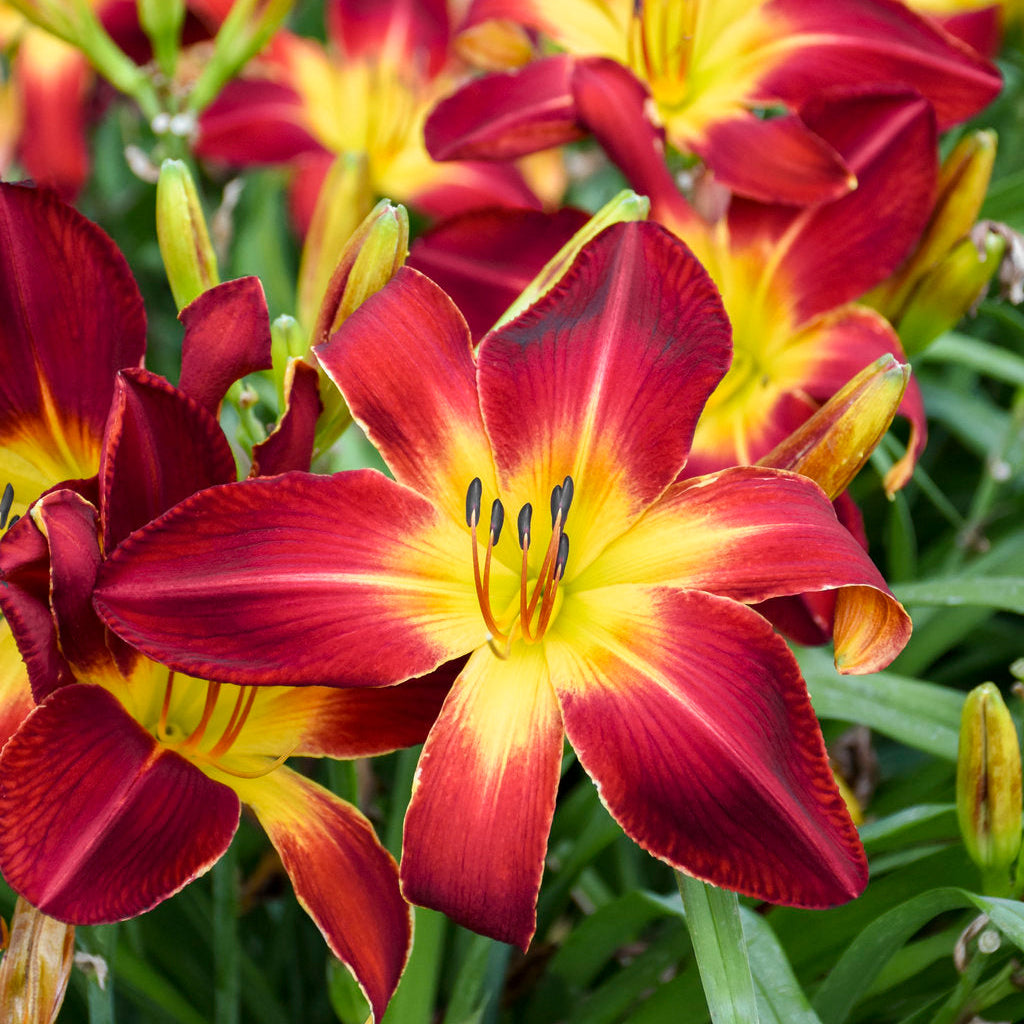 Ruby Spider Daylily