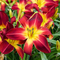 Ruby Spider Daylily