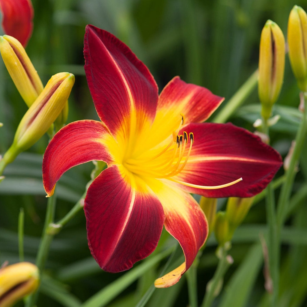 Ruby Spider Daylily