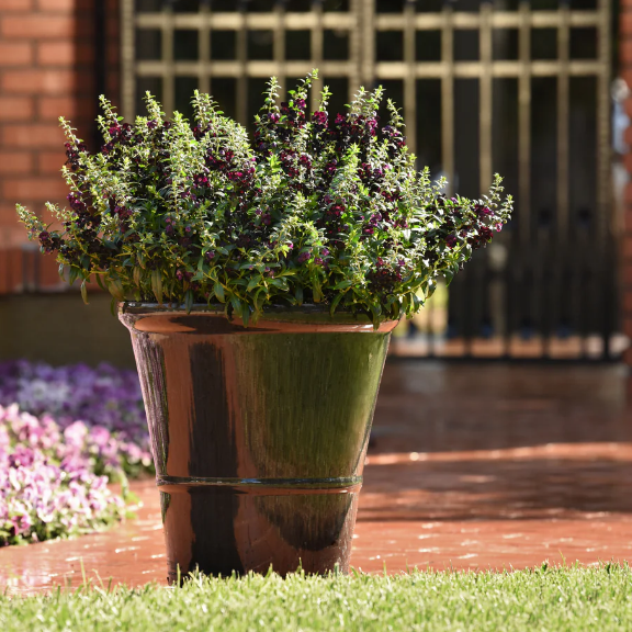 Black AngelFlare™ Angelonia