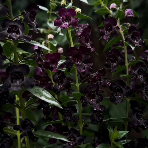 Black AngelFlare™ Angelonia