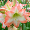 Shine Dream Amaryllis