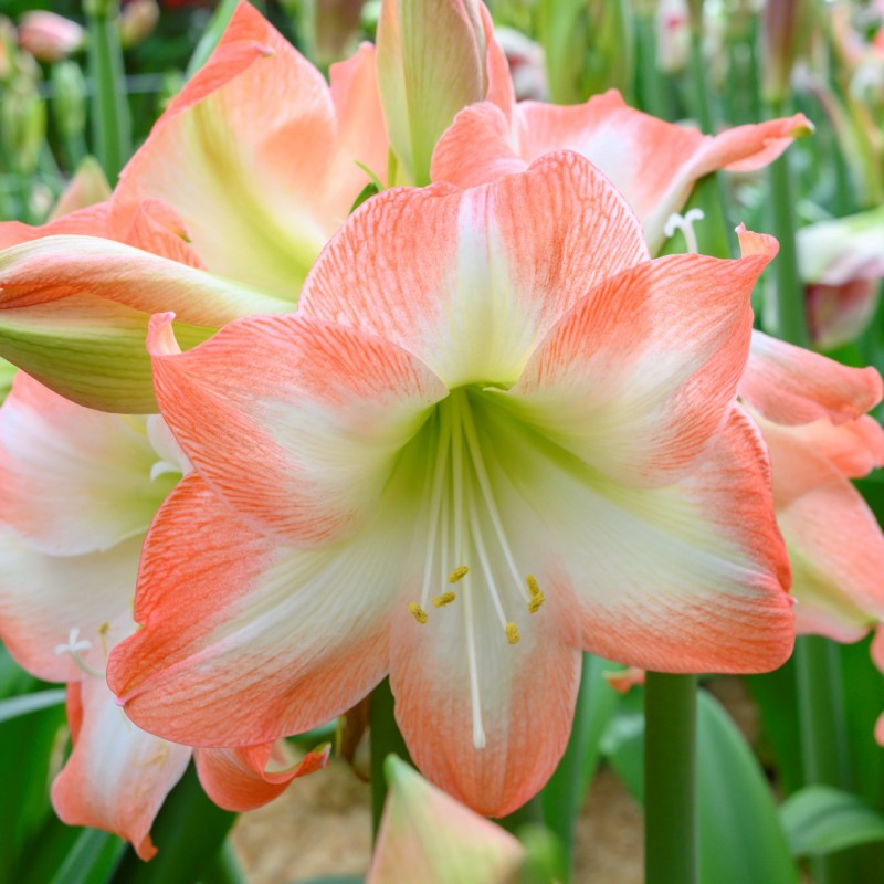 Shine Dream Amaryllis