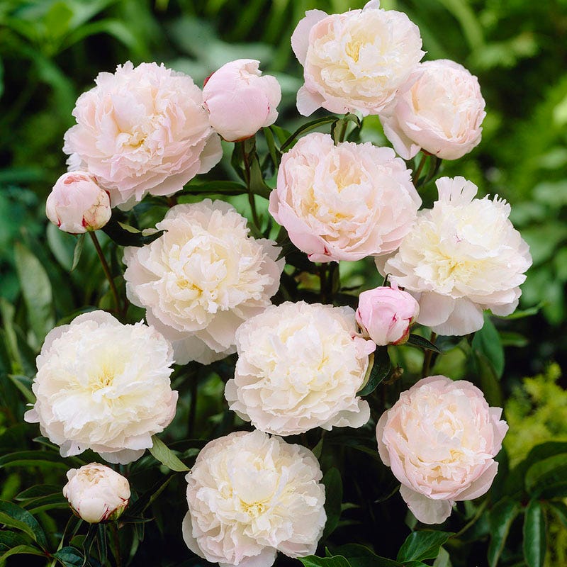 Shirley Temple Peony