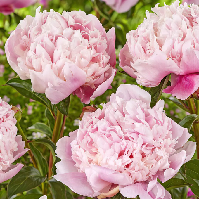 Shirley Temple Peony