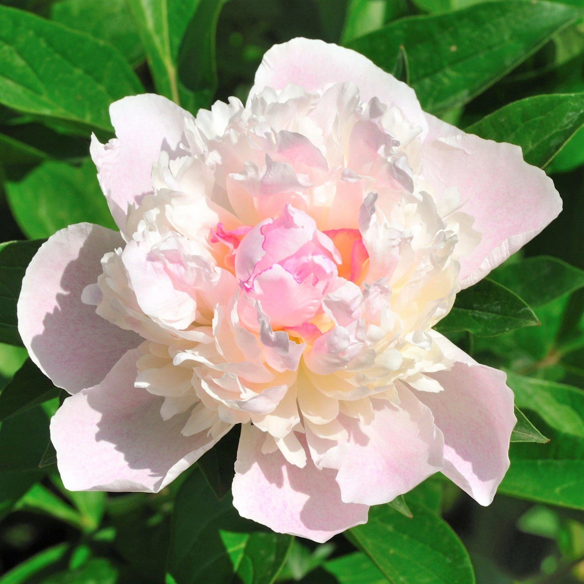 Shirley Temple Peony