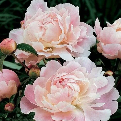 Shirley Temple Peony