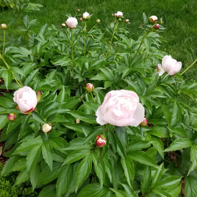 Shirley Temple Peony
