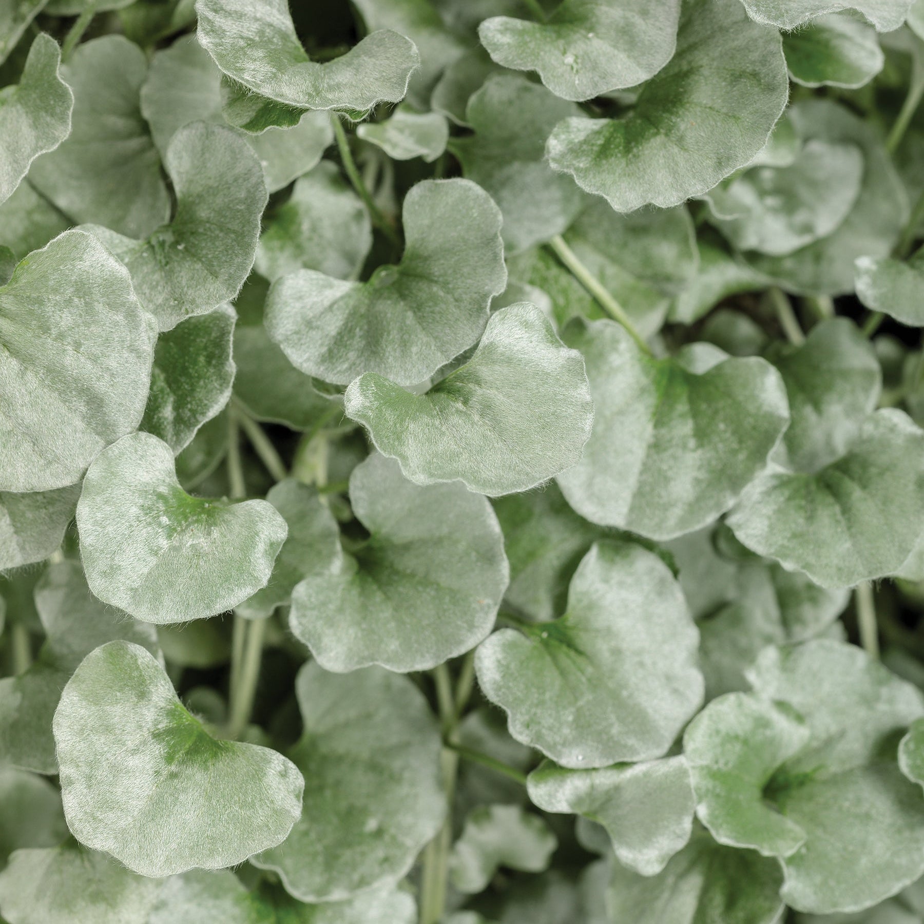 Silver Falls Dichondra