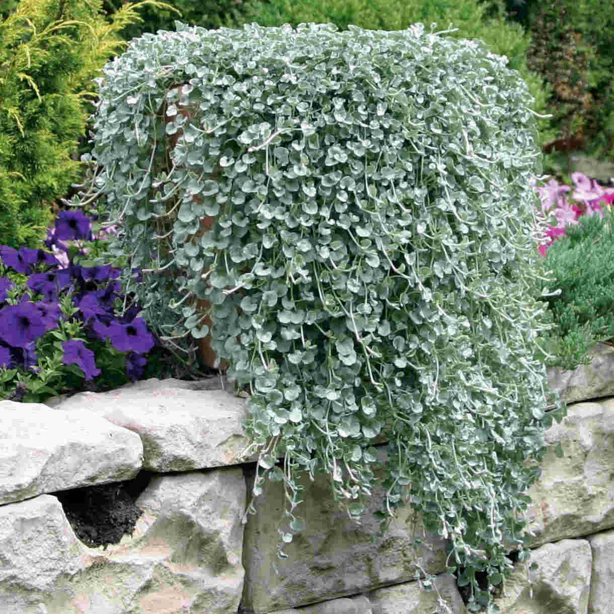 Silver Falls Dichondra