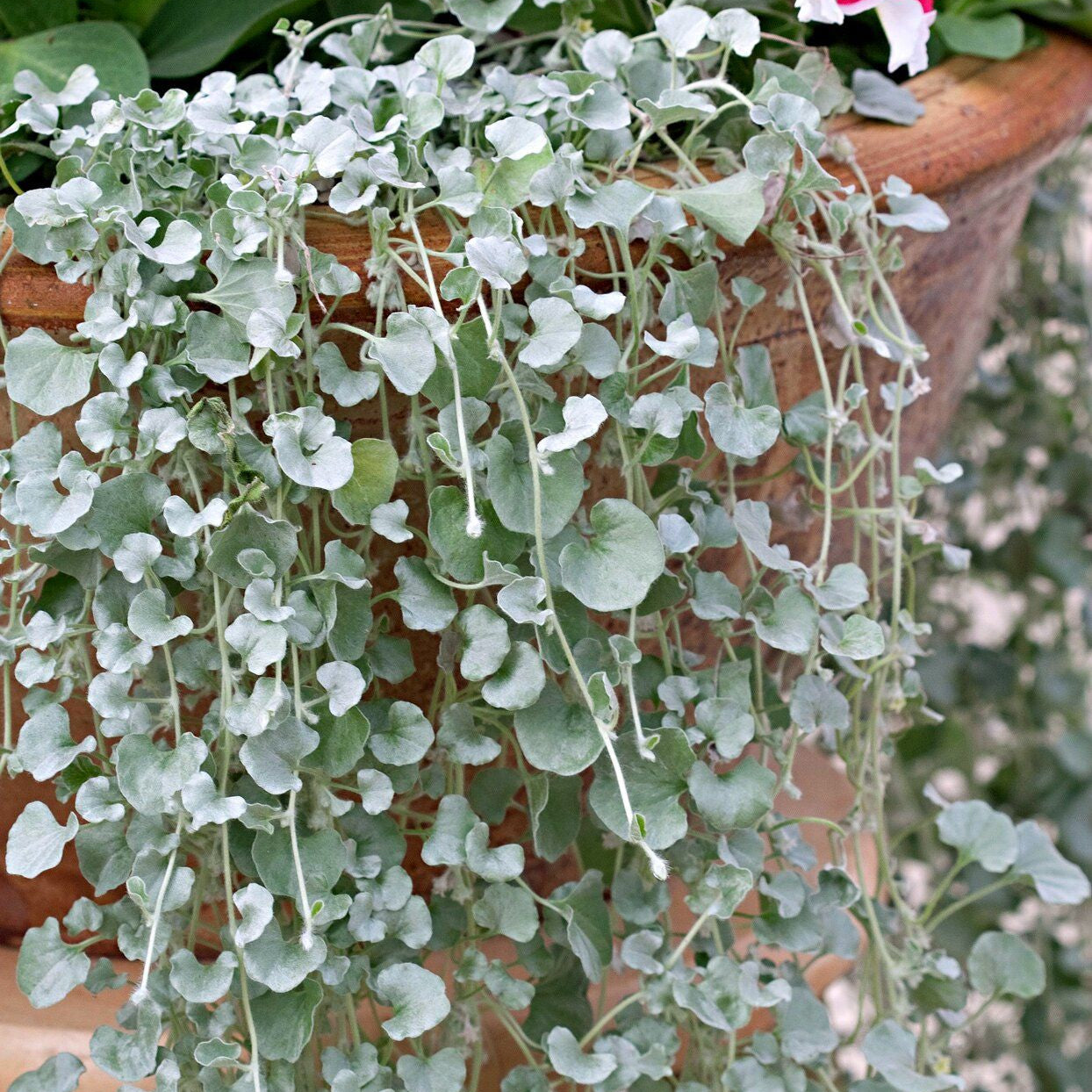Silver Falls Dichondra