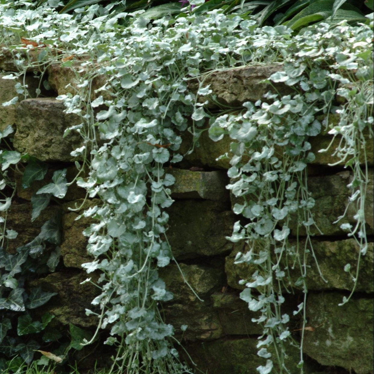 Silver Falls Dichondra