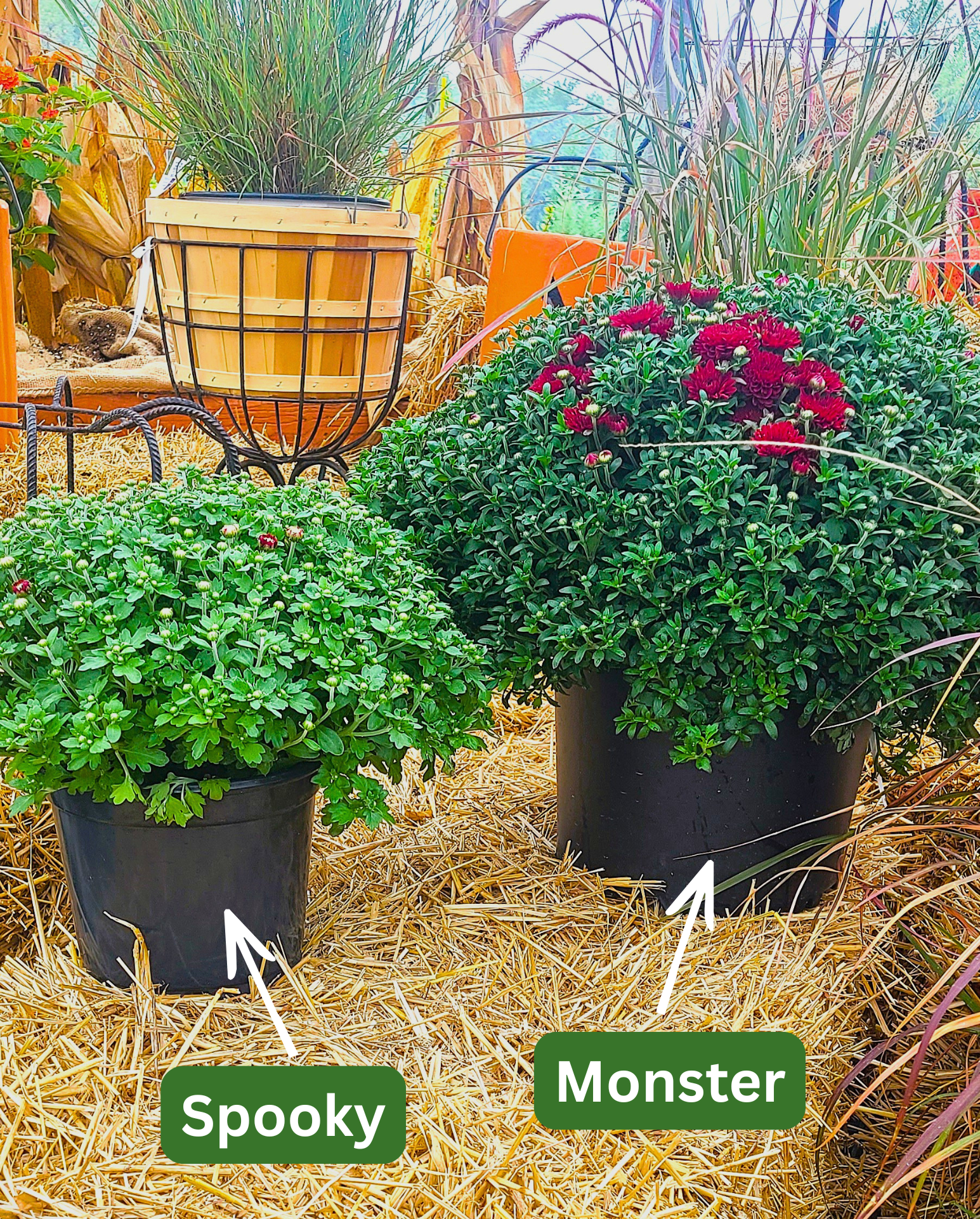 Spooky Mums