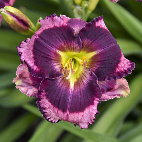 Gemstone Daylily Collection