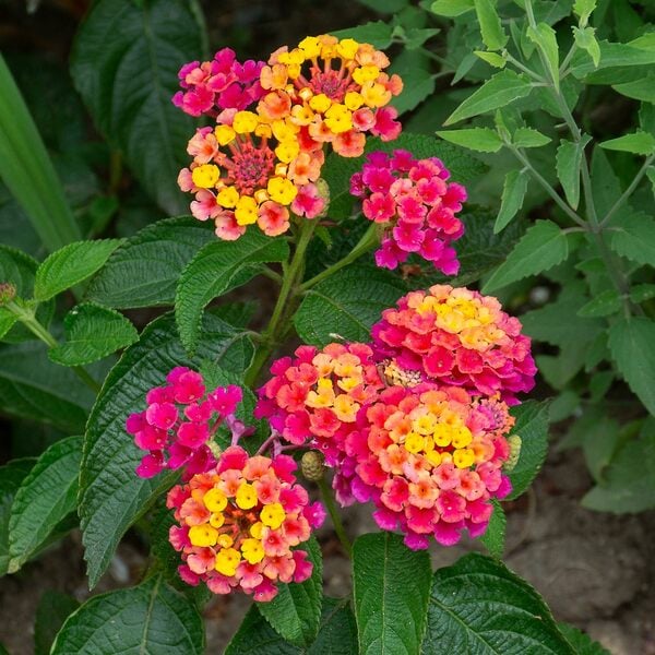 Sunrise Rose Landmark Lantana
