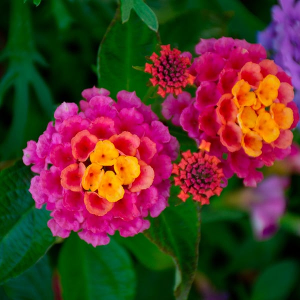 Sunrise Rose Landmark Lantana