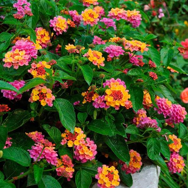 Sunrise Rose Landmark Lantana
