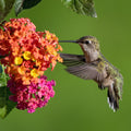 Sunrise Rose Landmark Lantana