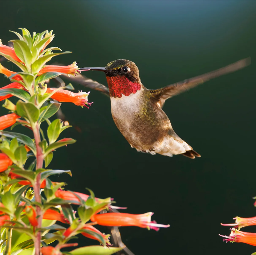 Vermillionaire® Large Firecracker Plant
