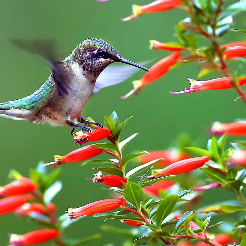 Vermillionaire® Large Firecracker Plant