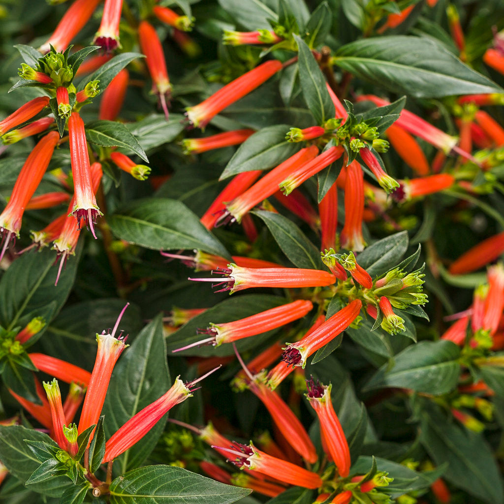 Vermillionaire® Large Firecracker Plant