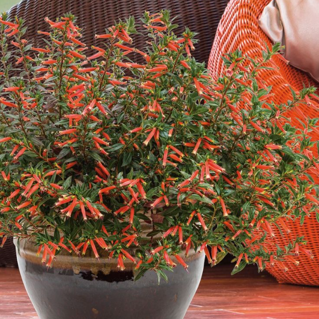Vermillionaire® Large Firecracker Plant